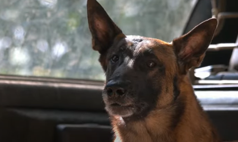 Dog saying goodbye to dying officer suddenly