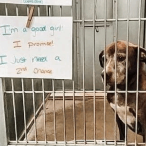 I Didn’t Plan to Adopt—But Her Eyes Had Other Ideas