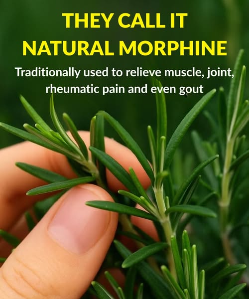 How to grow this plant abundantly at home