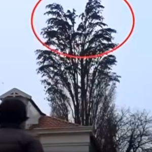 He was just filming a tree. But at 0:18 so
