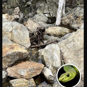 Only People With ‘Sniper Vision’ C