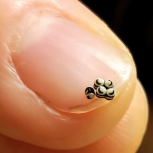 We ordered a salad, but there were tiny