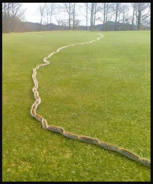 A Startling Discovery in the Grass