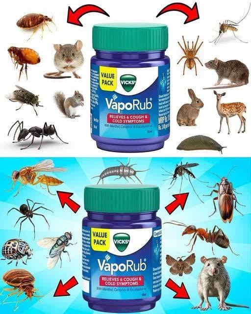 Repel Pests Naturally Using Mentholated Oin