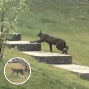 Rare Creature Caught On Camera For The 1st