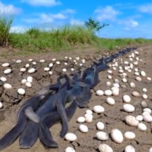 Farmer Finds Hundreds Of Strange Eggs In His