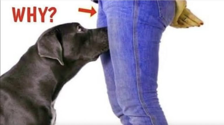 If your dog is sniffing your genital area, h