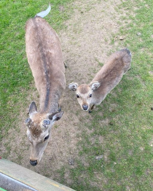 I THOUGHT THEY WERE JUST CURIOUS DEER—UNTIL I