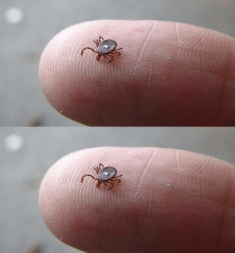 Here’s What to Do If You Spot a Lone Star Tick