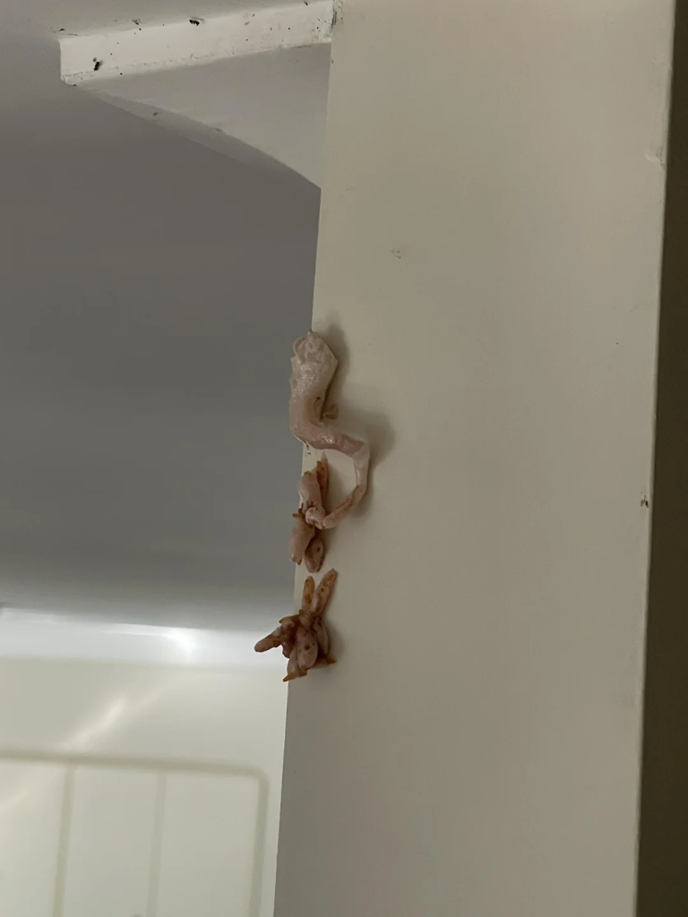 Crunchy Pink Surprise on Wall—What’s