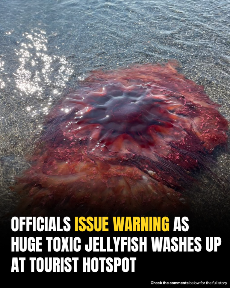 Officials Warn Tourists As Giant Toxic