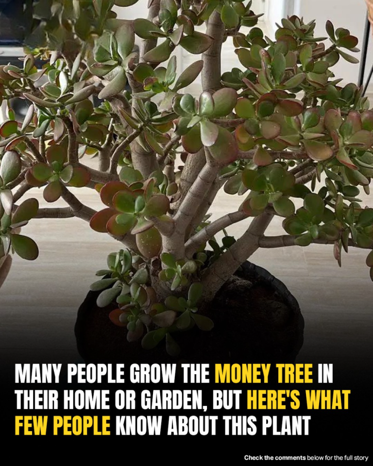 You Might Have A “Money Tree” At Home—But Did You Know This Hidd