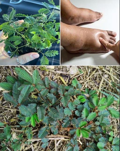 Mimosa Pudica Tea: How to Prepare and Health Benefits