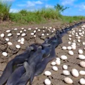 The Eggs Beneath the Corn