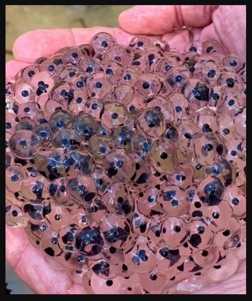 Farmer discovers strange eggs in his field – experts offer