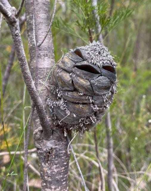 Woman spots what she thinks is a happy bird in the forest