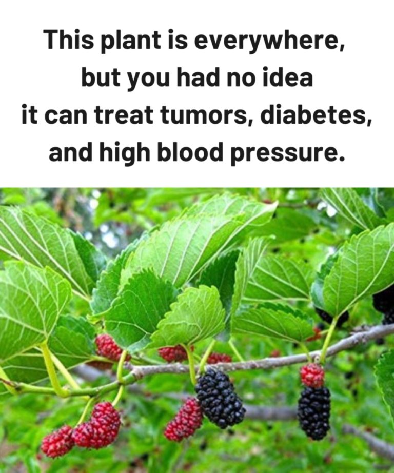 This plant is everywhere, but you had no idea it can treat tumors, diabetes,