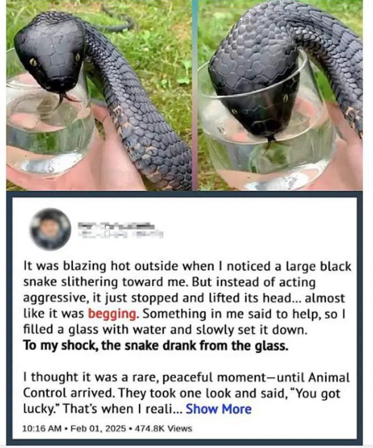 Wild Snake “Begged” Me For Some Water. When Animal