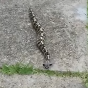 In the morning, I noticed something in the yard and