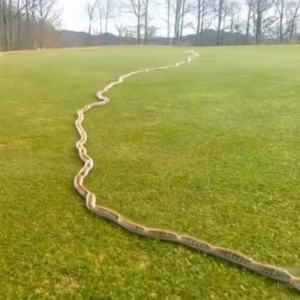 The Rope That Wasn’t: My Close Ca