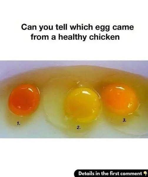 How to Tell If an Egg Came from a Healthy Ch