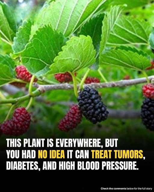 Common Backyard Plant May Help Fight T