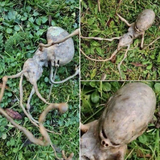 Neighbor finds ‘alien’ object in their backyard