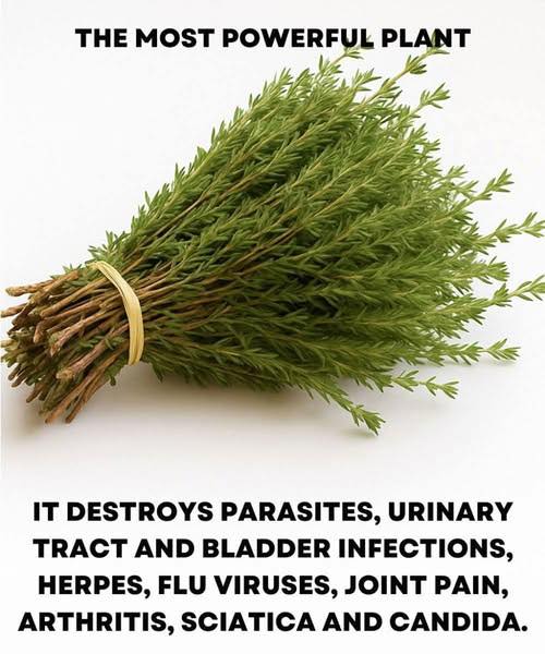 THE MOST POTENT HERB THAT DESTROYS PARASITES,