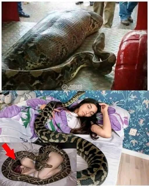 Woman slept with her python every night