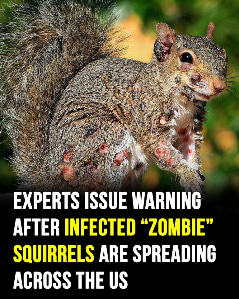 ‘Zom bie Squirrels’ with oozing flesh terrify