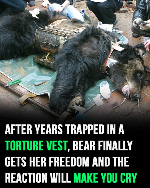 Bear Caesar is finally free after having spent years