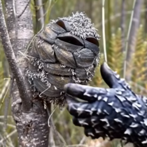 She Thought She Found a Smiling Baby Bird