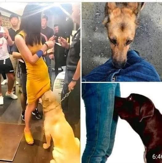 If your dog is sniffing your genital area, it means you h