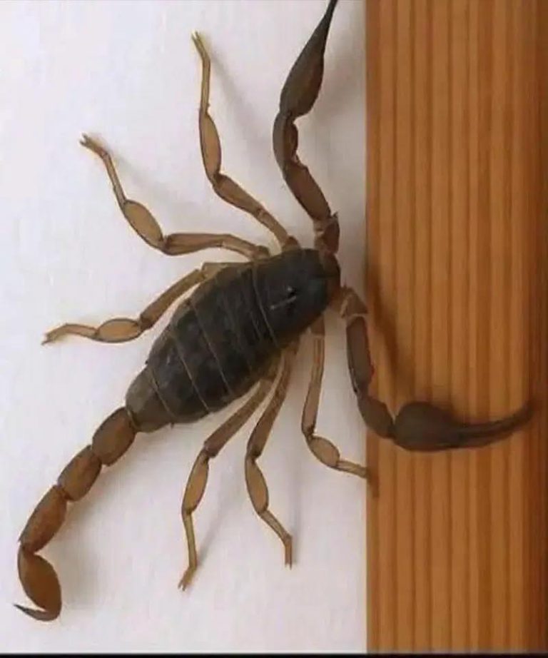 Spiritual meaning of scorpions. What mes