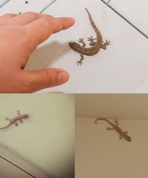 Did you know: When a lizard visits your house, it’s a sig