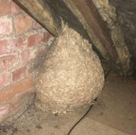 Unexpected Discovery in the Attic Leaves Man Speechles