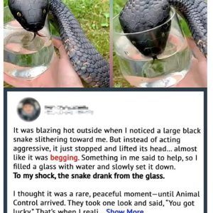 Unusual Snake Approached Me for Water—Animal