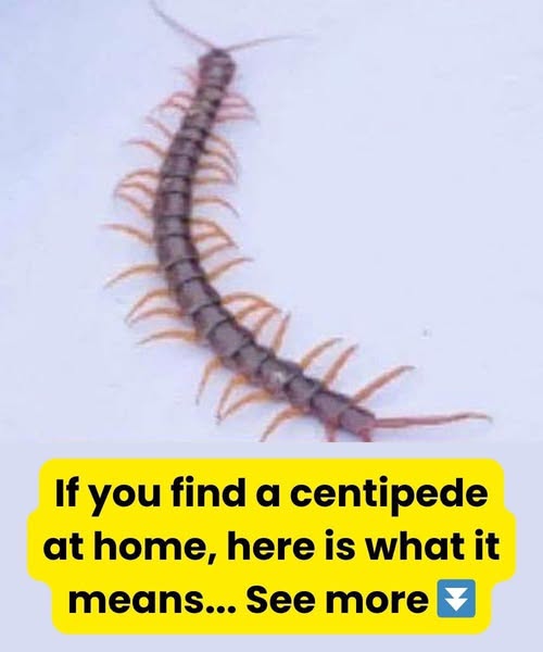 This is what it means to find a centipede in