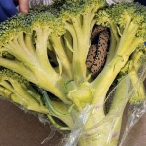 Snake Discovered in Aldi-Bought Broccoli L