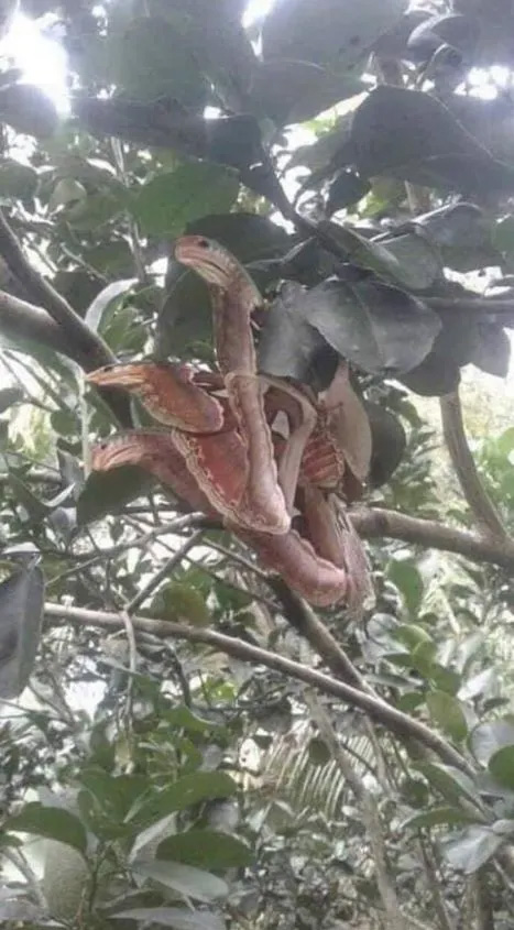 Angry-Looking ‘Snakes’ Spotted Lurking In Tree,