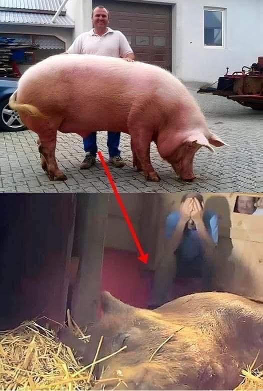 The pregnant sow went into labor, had a high