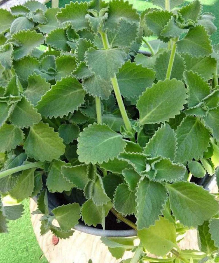 The science behind oregano