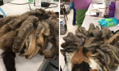 When Animal Rescuers Saw This