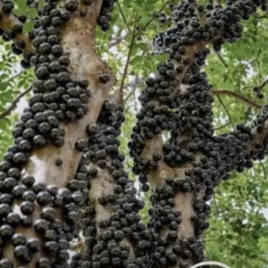 The Tree That Surprises Everyone With Its Strange Gro