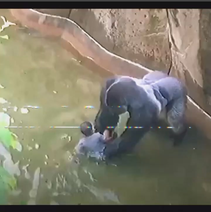 The Unseen Truth: Experts Reveal Harambe’s