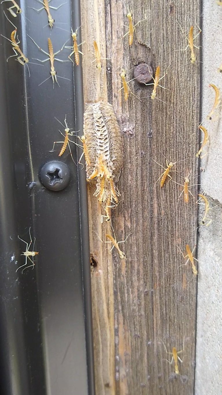 Had a Praying Mantis nest hatch by my fro