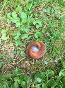 Online Curiosity: Exploring the Secre