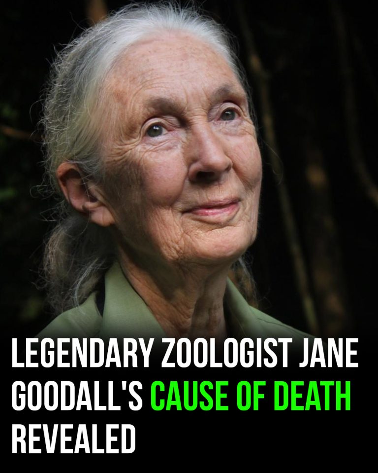 Legendary zoologist Jane Goodall’s c