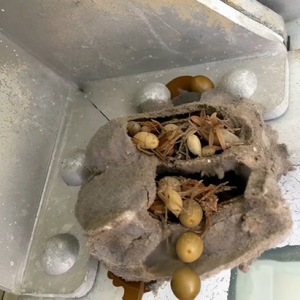 The Forgotten Corner of My Garage H