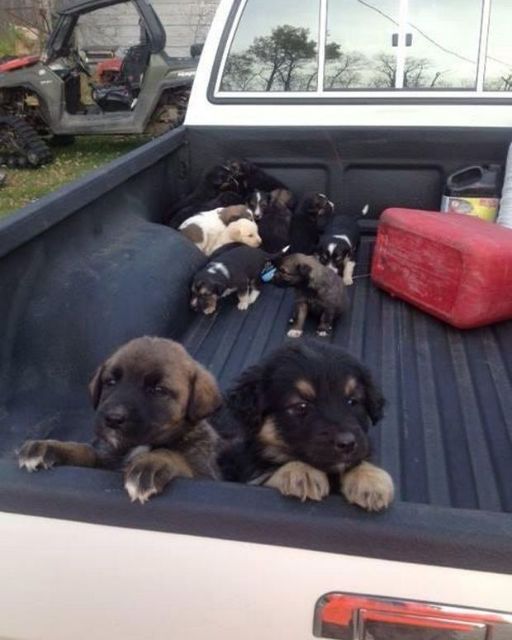 I ended up with a truck full of puppies after